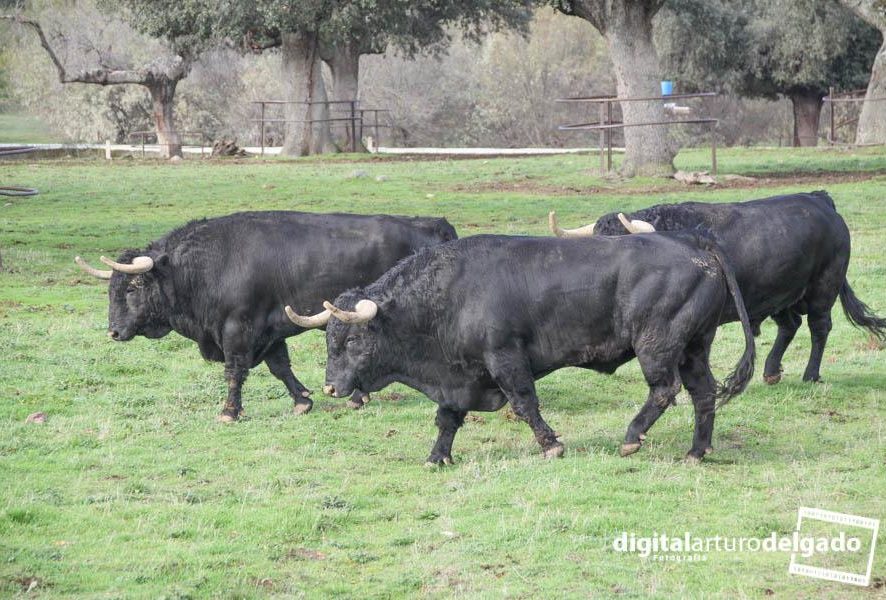 D. LORENZO FRAILE NOS MUESTRA SUS "ATANASIOS" Y "RABOSOS" EN "EL PUERTO DE LA CALDERILLA"