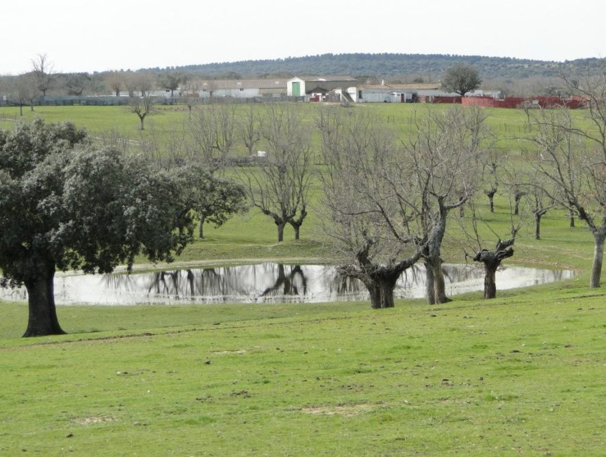 INOLVIDABLE DIA DE CAMPO VIVIDO EN LA GANADERÍA "SAYALERO Y BANDRÉS"